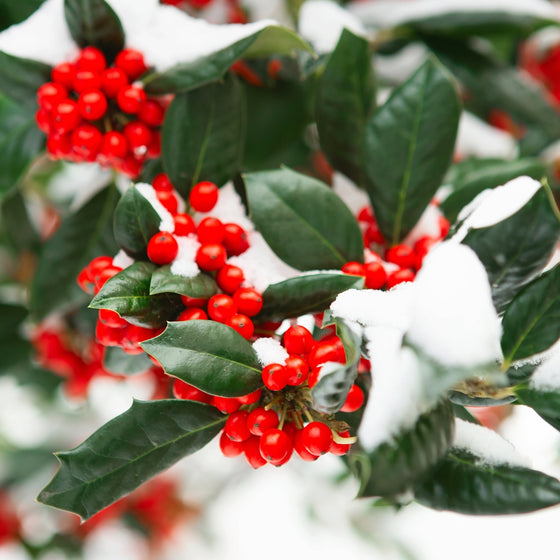 close up image of deep green american holly leaves and vibrant red berries dusted in snow