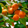 close up view of bright orange persimmons growing on American Persimmon Tree
