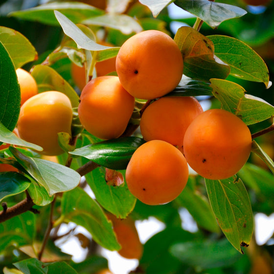 close up view of bright orange persimmons growing on American Persimmon Tree