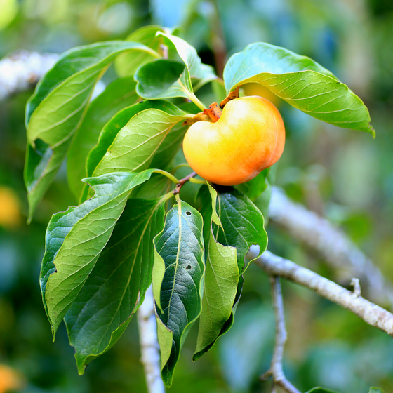 a close look at the green leaves and orange fruit of the native persimmon tree