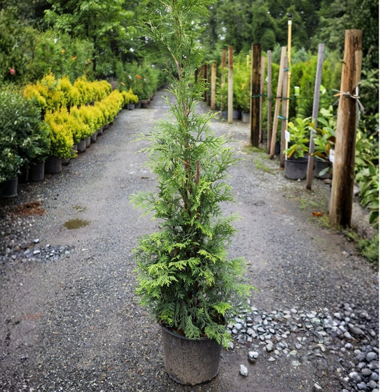 American Pillar Arborvitae – Full Speed A Hedge®