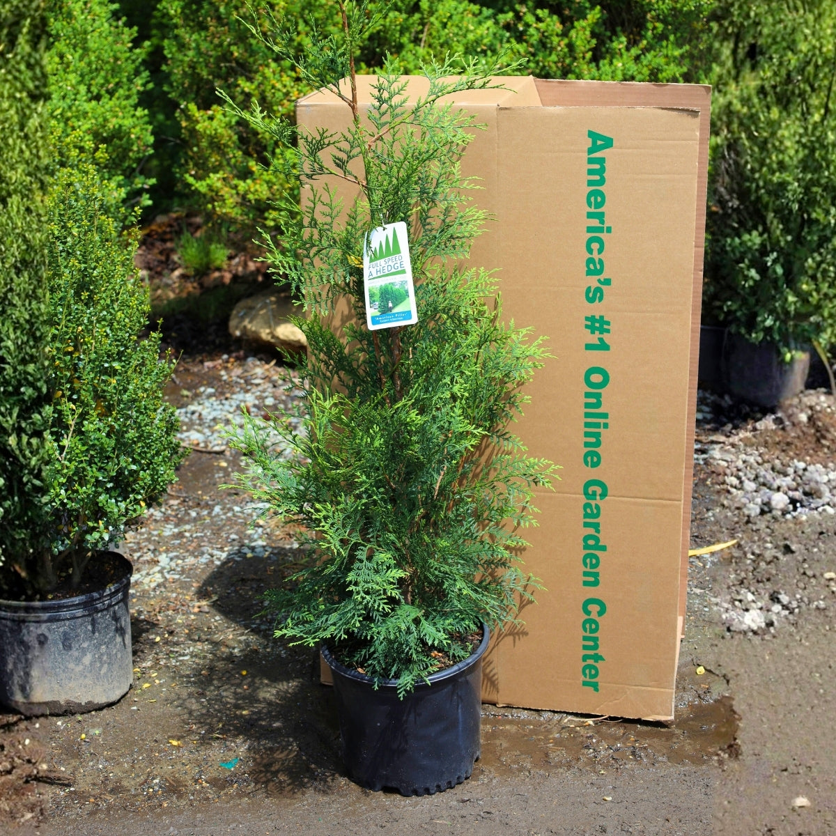 can you plant arborvitae in a pot Buy American Pillar Arborvitae – Fast-Growing Ultra-Narrow Privacy Hedge