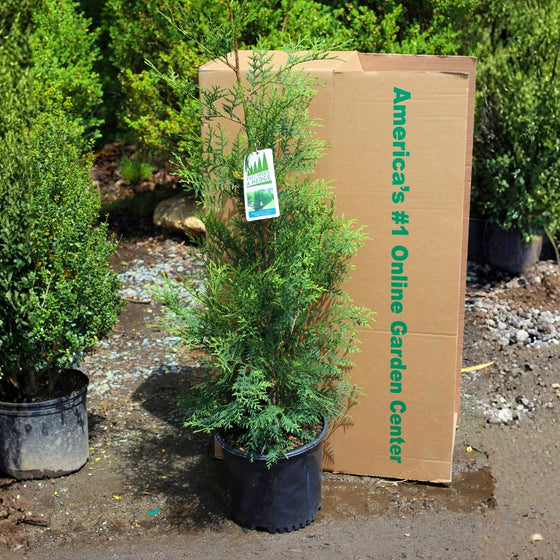 American Pillar Arborvitae – Full Speed A Hedge®