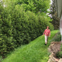Tall, dense Thuja American Pillar Arborvitae evergreen tree planted in a landscaped garden bed.