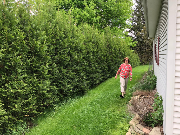Tall, dense Thuja American Pillar Arborvitae evergreen tree planted in a landscaped garden bed.