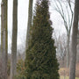 Tall, dense Thuja American Pillar Arborvitae evergreen tree planted in a landscaped garden bed.