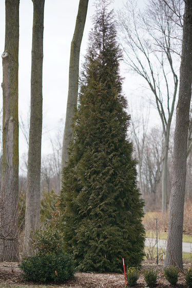 Tall, dense Thuja American Pillar Arborvitae evergreen tree planted in a landscaped garden bed.
