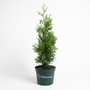 A small conifer tree in a dark green plastic nursery pot, photographed against a clean white studio background. The pot has the text 'GARDEN GOODS' printed on it.