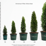A height comparison chart for 'American Pillar Arborvitae' showing five potted plants ranging from 1ft to 5-6ft, with a vertical height scale on the left side. The plants are in dark green pots on a white background.