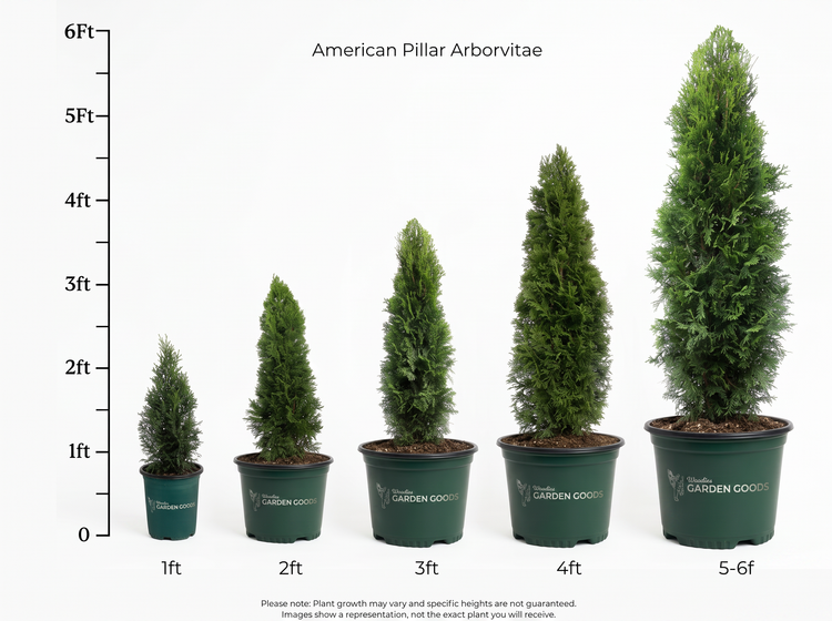 A height comparison chart for 'American Pillar Arborvitae' showing five potted plants ranging from 1ft to 5-6ft, with a vertical height scale on the left side. The plants are in dark green pots on a white background.