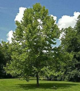 North American Native Trees for Sale Online | Garden Goods Direct