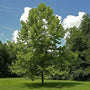 large grown Sycamore Tree in a park