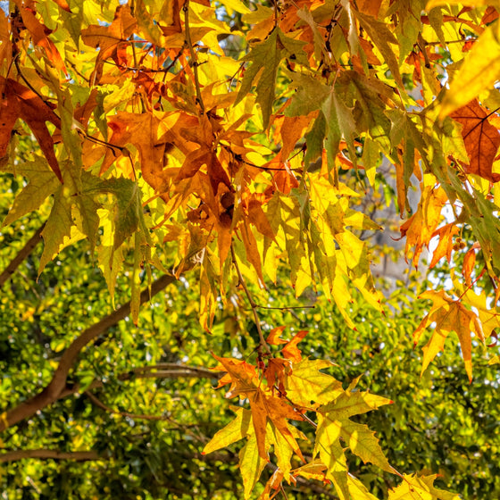 yellow fall color of a Sycamore Tree