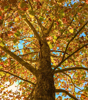 American Sycamore Tree