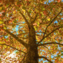 Fall foliage on American Sycamore Tree