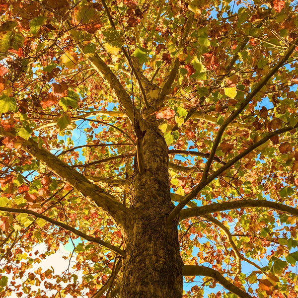money doesn't grow on trees sentence American Sycamore Tree for Sale