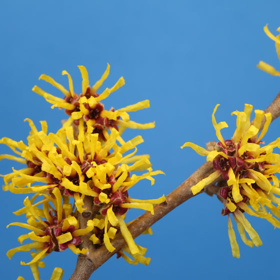 close up view of aerican witch hazel unique golden yellow winter blooms