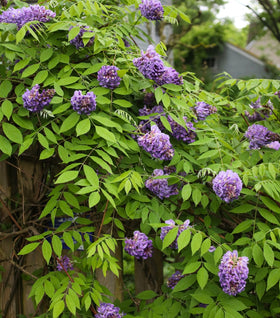 Amethyst Falls Wisteria Vine