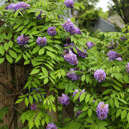 Amethyst Falls Wisteria Vine