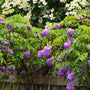 amethyst falls wisteria vine growing along a fence in front of a white dogwood tree