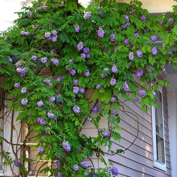 wisteria fall Amethyst Falls Wisteria Vine (American Wisteria) for Sale Online