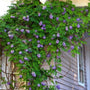 Non-Invasive Amethyst Falls Wisteria Climbing Vine on Trellis