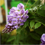 Amethyst Falls Wisteria Vine for Sale Online
