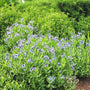 Amsonia Blue Ice