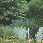 Amsonia Blue Ice in the perennial Border