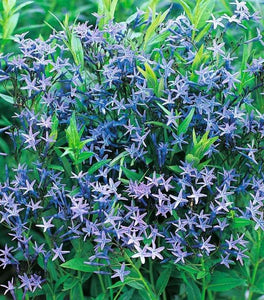 Amsonia Blue Ice
