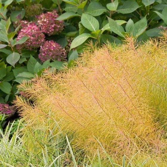 orange fall foliage of the Amsonia Hubrichtii Bluestar