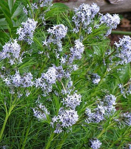 Amsonia Hubrichtii