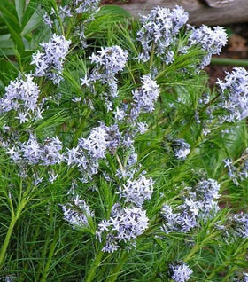 Amsonia Hubrichtii