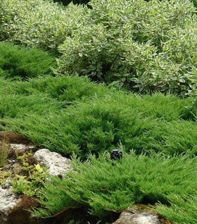 Andorra Juniper