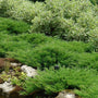 Green Andorra Juniper growing along a garden's edge with dogwood shrubs