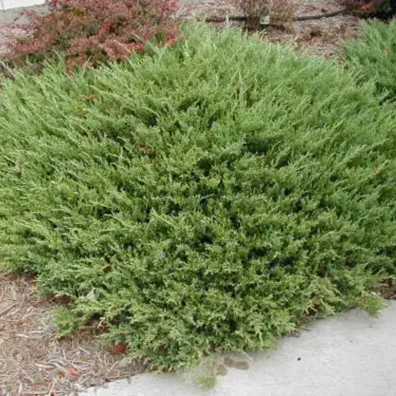 Green shrub in a garden setting with mulch and other plants.