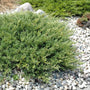 Vibrant green low-growing juniper shrub surrounded by rocks