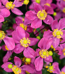 Anemone Fantasy Red Riding Hood