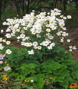 Honorine Jobert Anemone