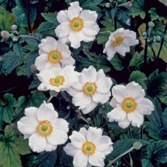 The white flowers of windflower against the dark green leaves