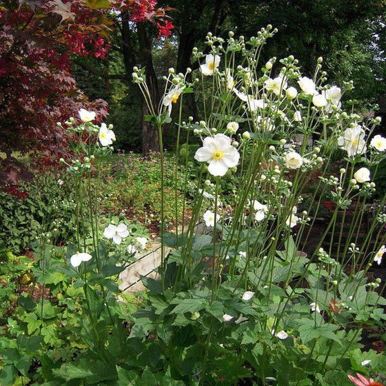 Anemone Plants in the shade garden