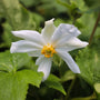 white anemone fall perennial