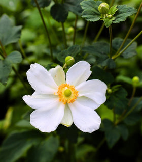 Anemone Honorine Jobert