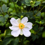Close up of the white flowers of Honorine Jobert Windflower