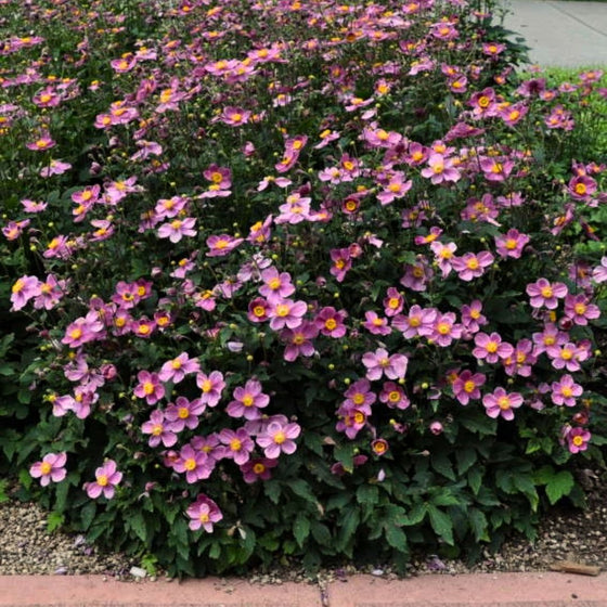 Anemone Pretty Lady Diana