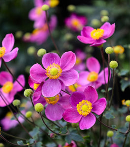 Anemone Pretty Lady Diana