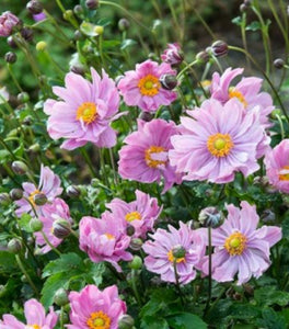 Pretty Lady Emily Anemone
