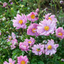 pretty lady japanese anemone
