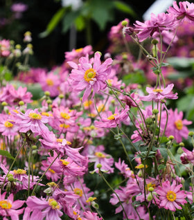 Anemone Pretty Lady Emily