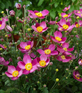 Anemone Pretty Lady Susan